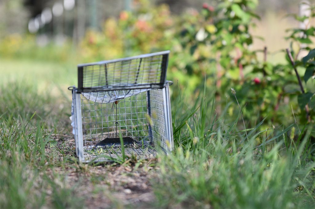 Trampa para animales en el bosque.