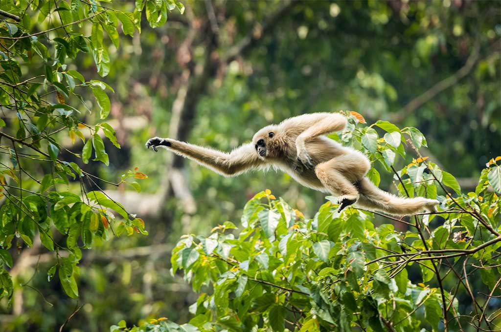 Un mono saltando en la selva.