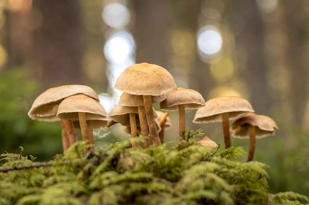Grupo de setas creciendo en la naturaleza.