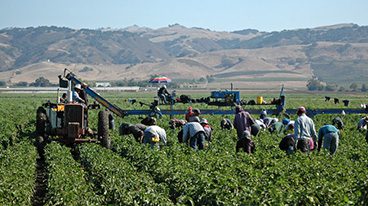https://www.iese.edu/insight/wp-content/uploads/sites/3/2025/07/crops-immigrants.jpg