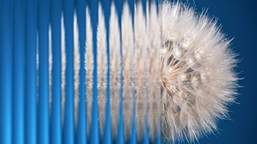 https://www.iese.edu/insight/wp-content/uploads/sites/3/2026/04/distorted-dandelion.webp