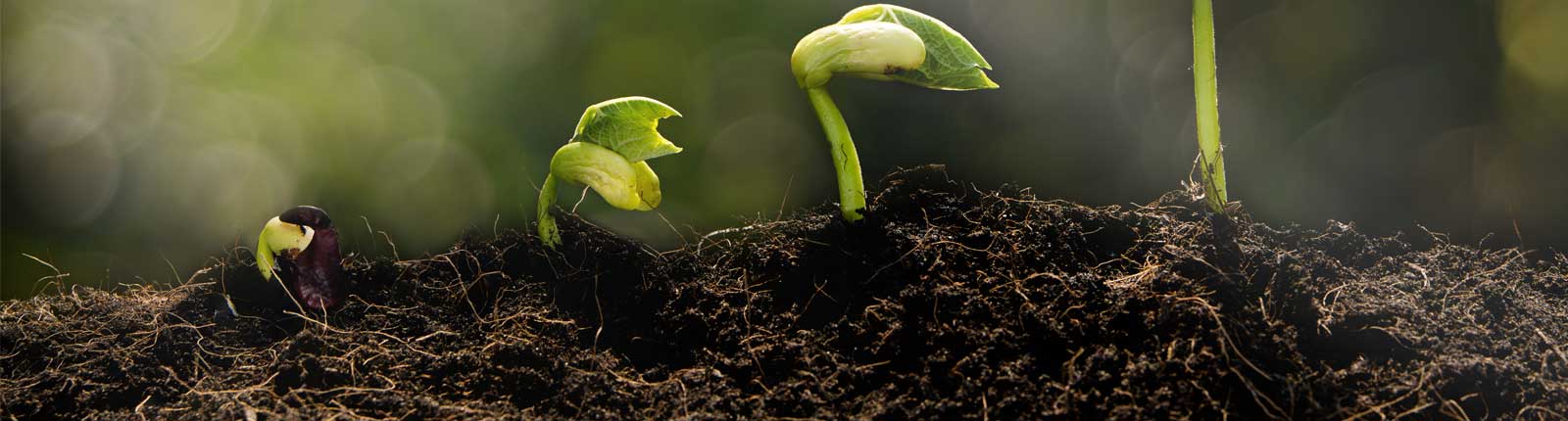 weGrow mentoring program We Grow
