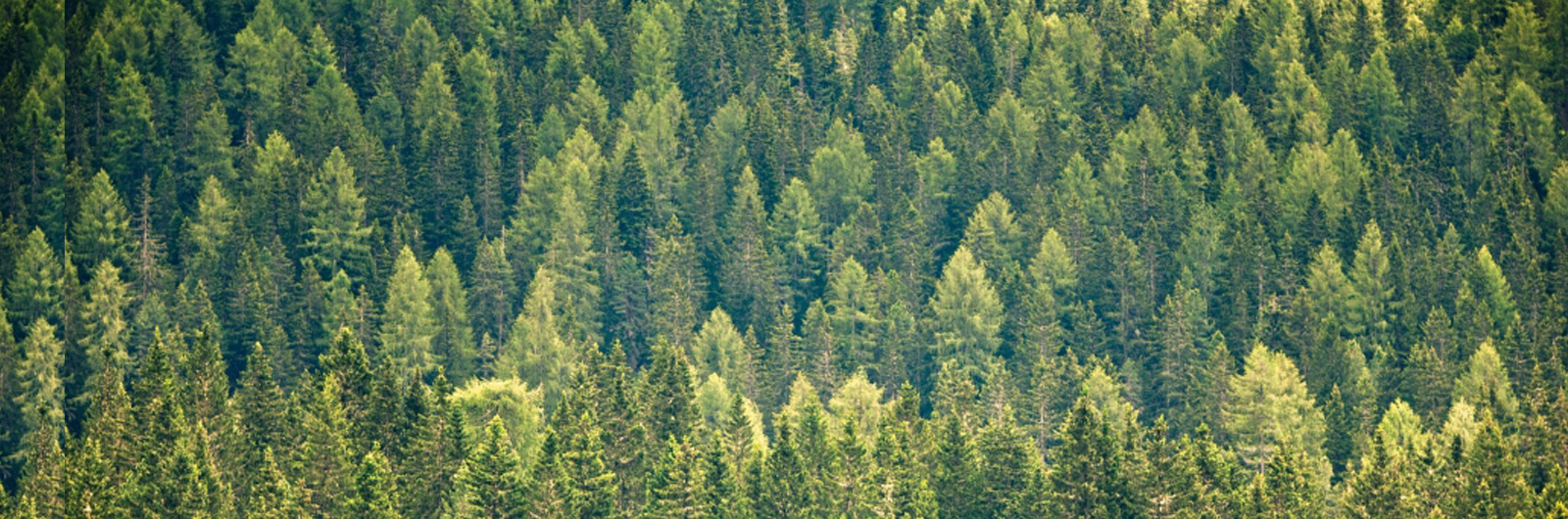 sub-header